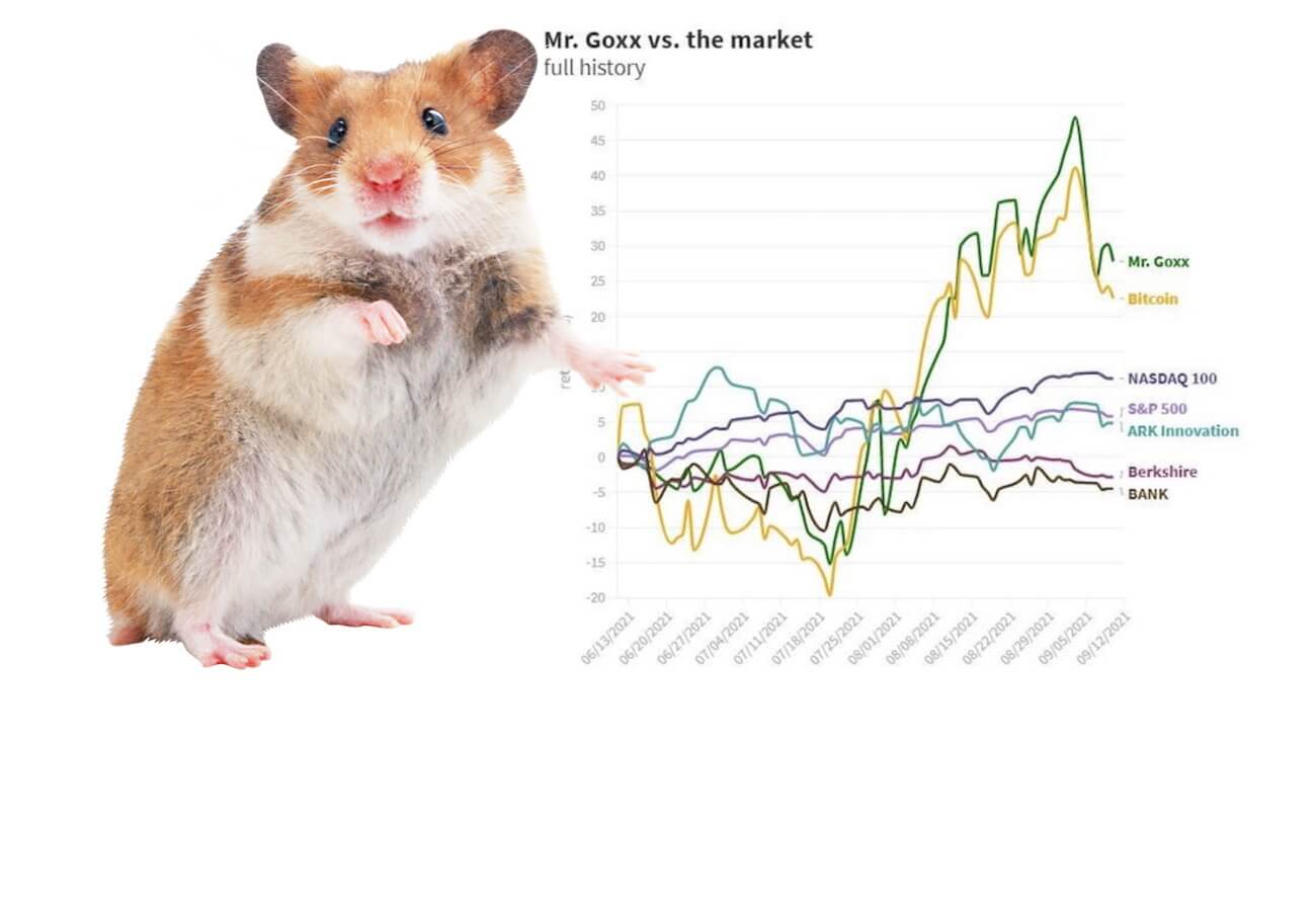 Anti money hamster. Хомяк трейдер. Хомяк на бирже. Хомяк в инвестициях. Хомяки на рынке.