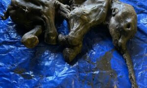 baby woolly mammoth preserved yukon discovery