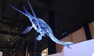 pleistosaurus at museum