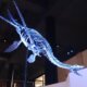 pleistosaurus at museum