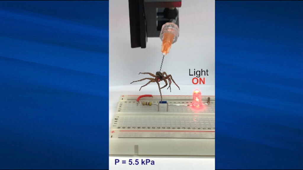 Necrobotics, The Nightmare Fuel Science Here's How Dead Spiders Were