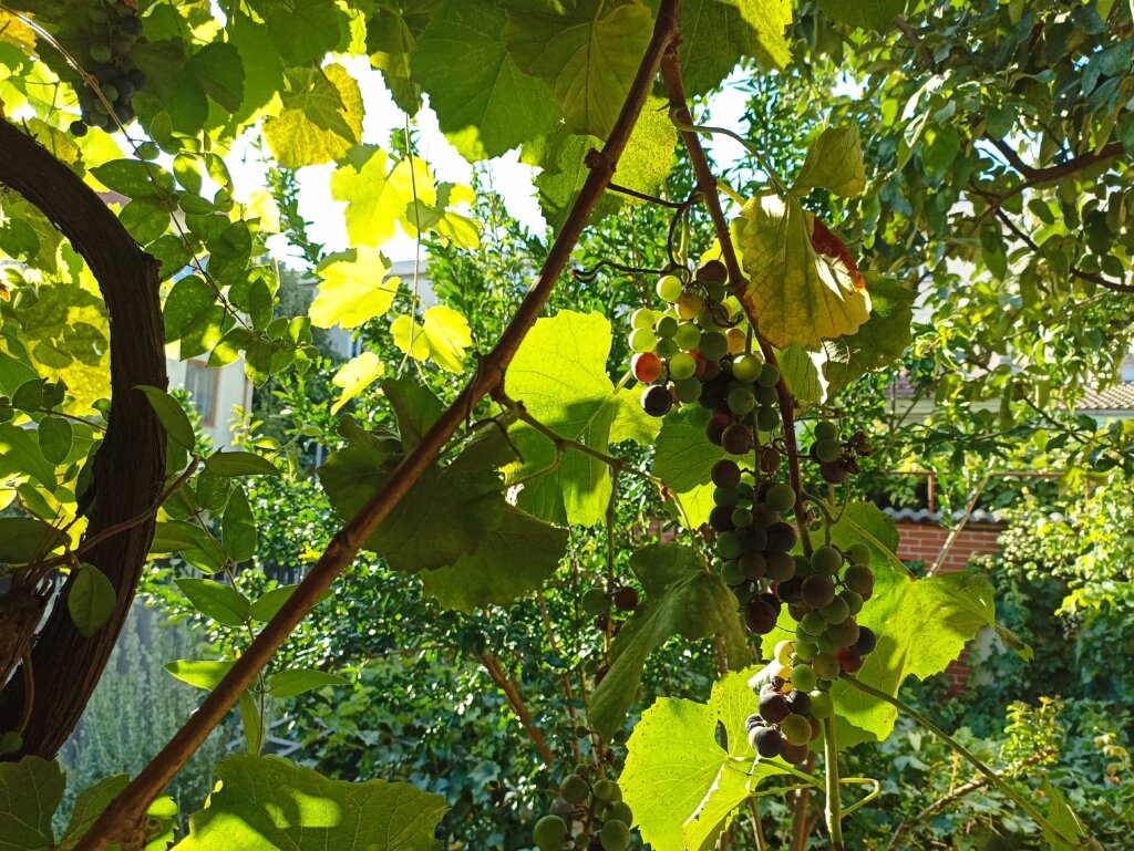 photo of grapes, taken by Poco M5s