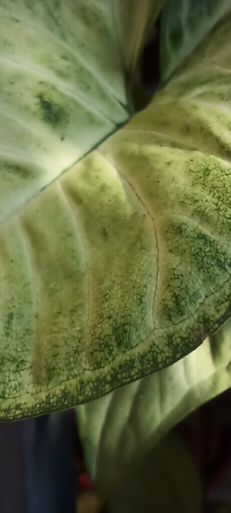 macro of a leaf, taken by Poco M5s
