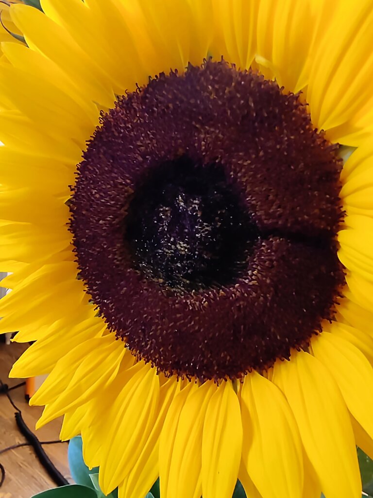 Macro photo of sunflower, indoor, artificial light