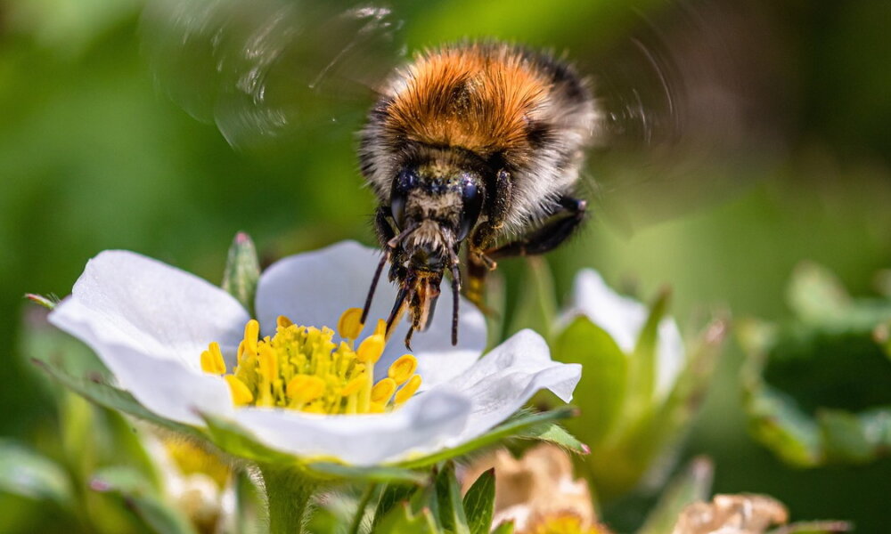 New Study Says Fertilizing Your Flowers Makes Them Repulsive to Bees