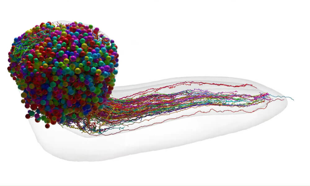 Brain-mapping Breakthrough: The Beautiful Brain Of A Fruit Fly Larva ...