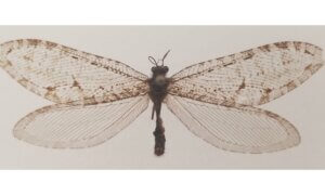 lacewing Polystoechotes Punctata by Michael Skvarla at Penn State University
