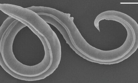 female Panagrolaimus kolymaensis nematode roundworm via reuters