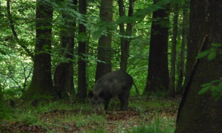 wild boar in wilderness